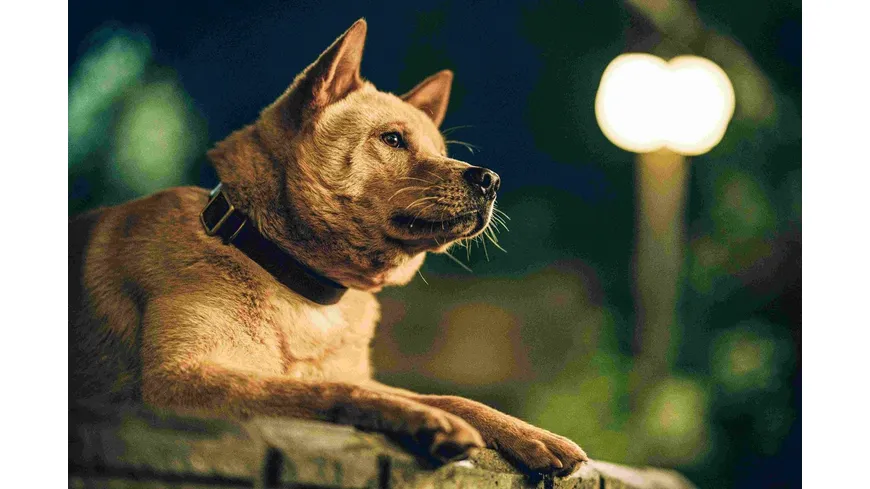 Hachiko - Eine Freundschaft für die Ewigkeit! (2023)