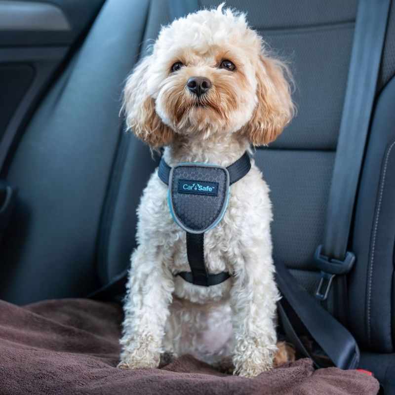 CarSafe Hundereisegeschirr, schwarz zu TOP-Preisen