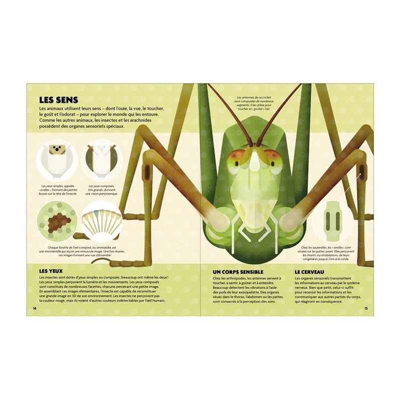 Livre Construis et découvre les insectes et autres petites bêtes - Gallimard Jeunesse