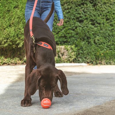 Nomad Tales Bloom Tennisball-Set