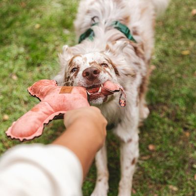 Nomad Tales Blush Hundespielzeug Flying X