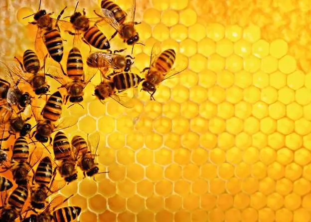 Puzzle 1000 Teile - Bienen