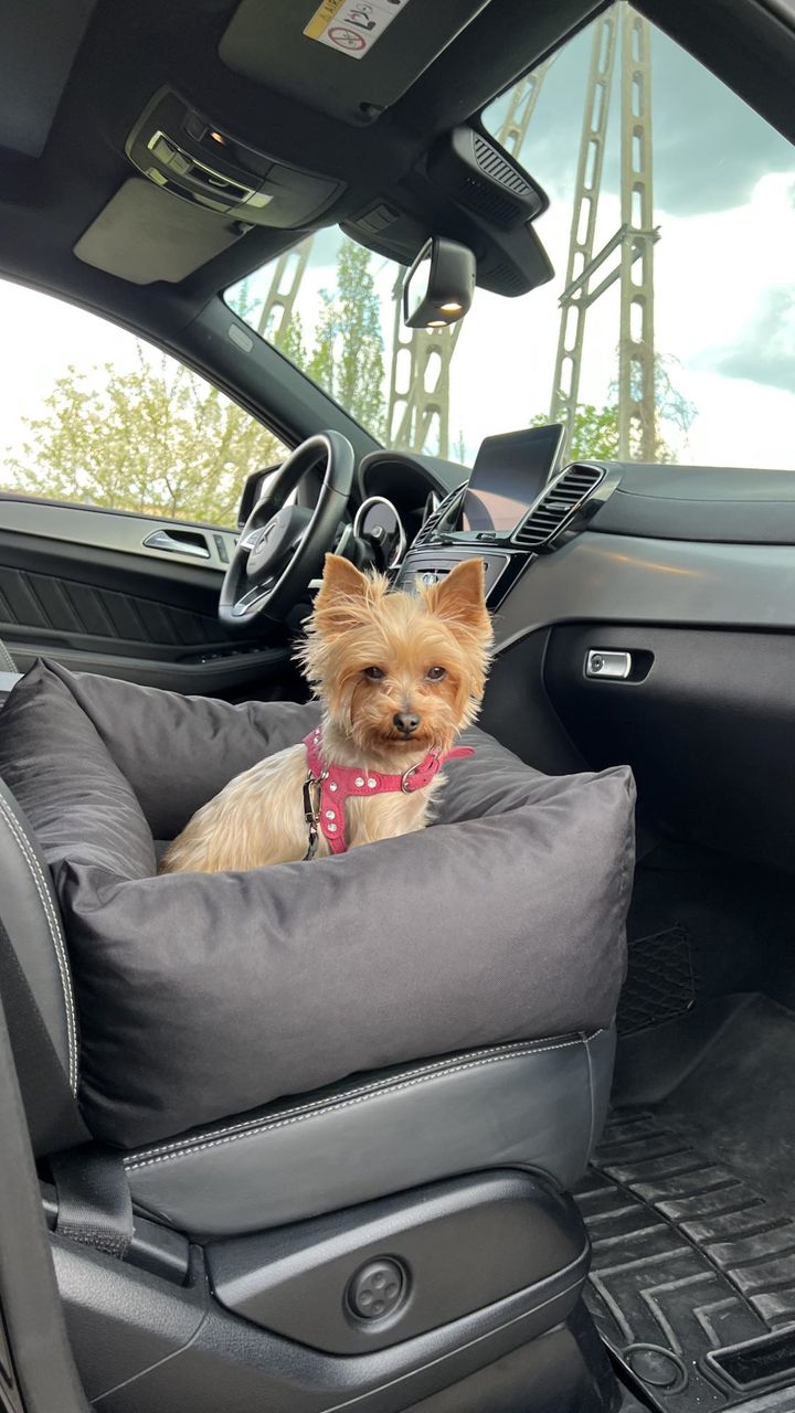 Animood Hundeautositz Julian schwarz S