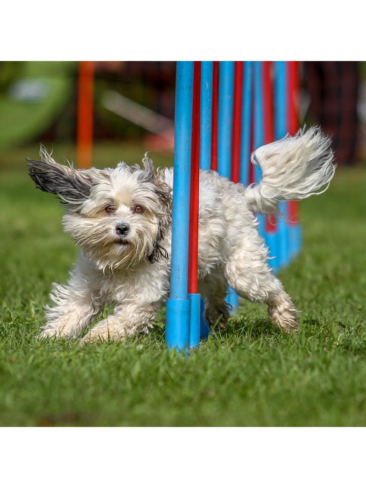 relaxdays Dog Agility Wippe in Bunt günstig kaufen onesize