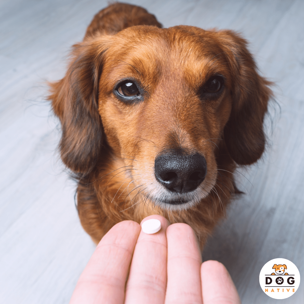 Dog-Native Ergänzungsfutter & Aufzucht Dog-Native Gelenktabletten für kleine Hunde, natürliche Gelenk-Tabletten mit Grünlippmuschel, MSM, Kollagen-Hydrolysat und Chondroitin, hochdosiert für Gelenke, 250 Tabletten