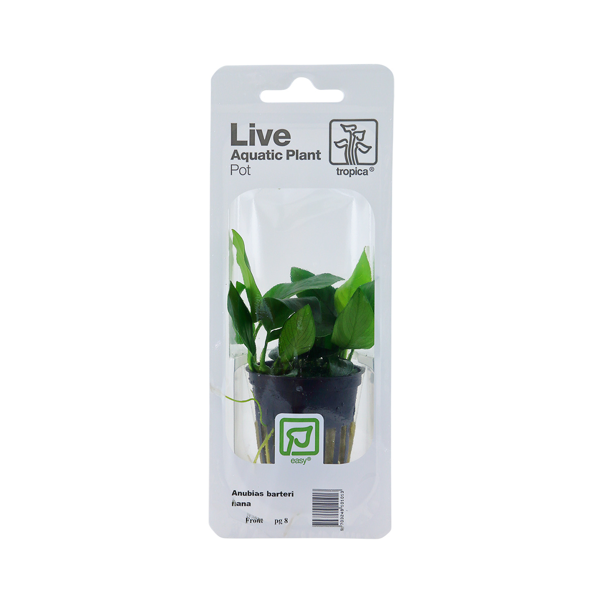 Tropica Aquariumpflanze Anubias barteri var. nana