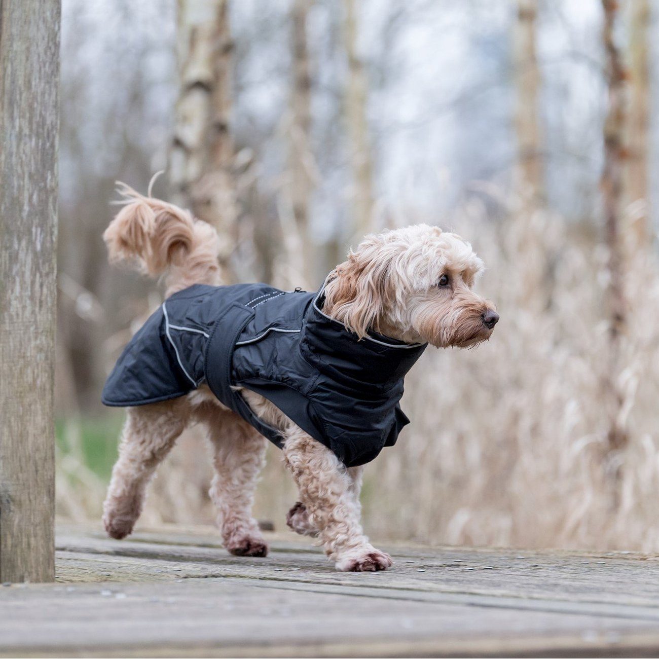 TRIXIE Hundemantel Wintermantel Brizon