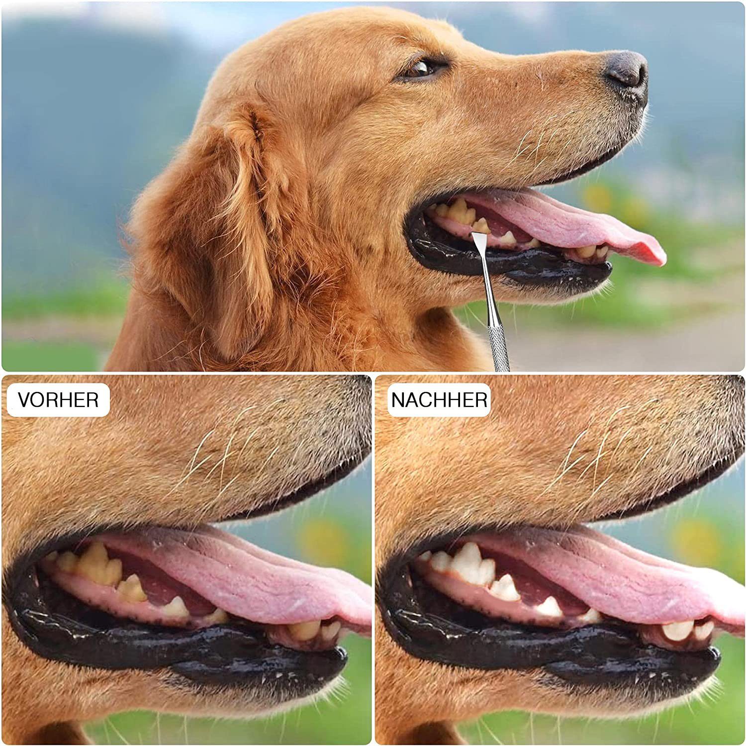 COOL-i ® Tier-Zahnpflegeset, Zahnpflege für Tiere,Edelstahl Zahnpflege Set 3 Stück