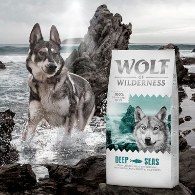 Wolf of Wilderness Adult 