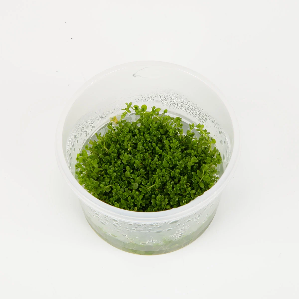 Tropica Aquariumpflanze Hemianthus callitrichoides 'Cuba'