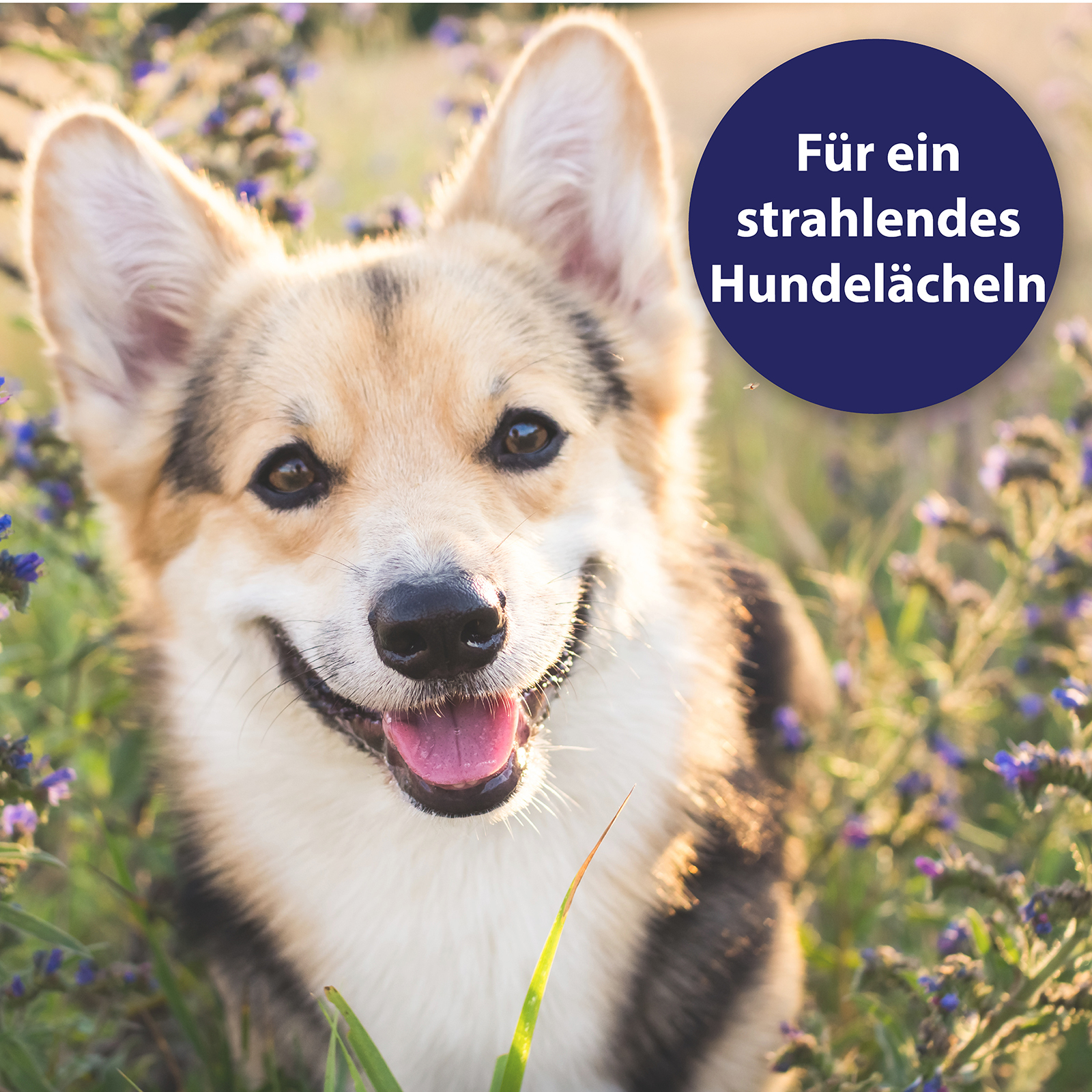 Canosept Zahnpflege Canosept Zahnpflege Finger-Pads für Hunde 50 Stück