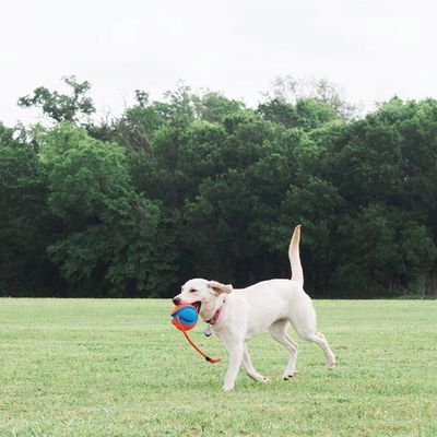 Chuckit! Rope Fetch
