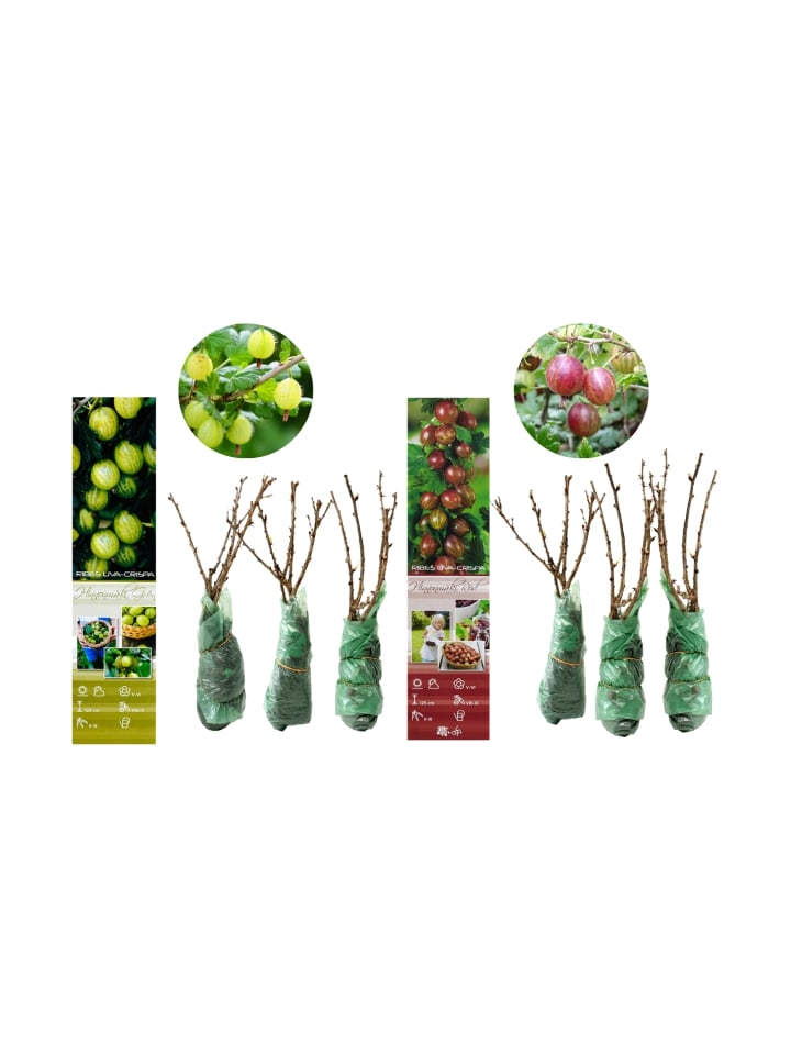 OH2 6er-Set Stachelbeeren in Bunt günstig kaufen onesize