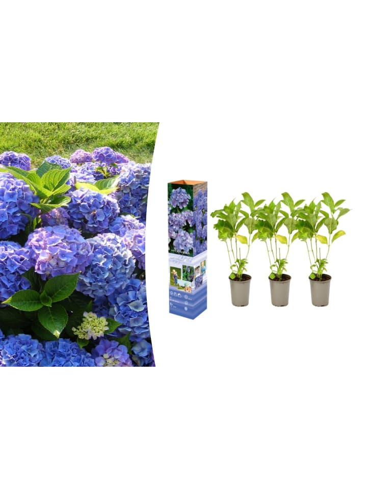 OH2 3er-Set Macrophylla Hortensien in Blau günstig kaufen onesize