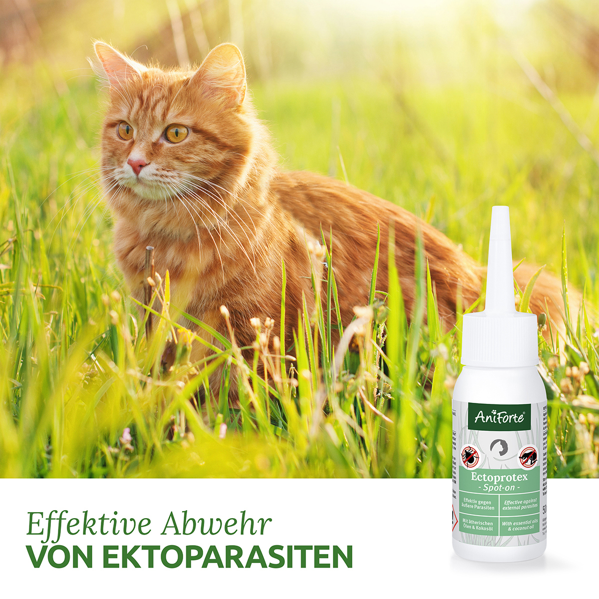Aniforte Ungeziefer- & Zeckenschutz Aniforte Spot-on für Katzen Ectoprotex