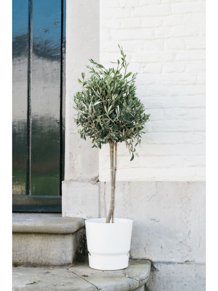 OH2 Olivenbaum in Grün günstig kaufen onesize
