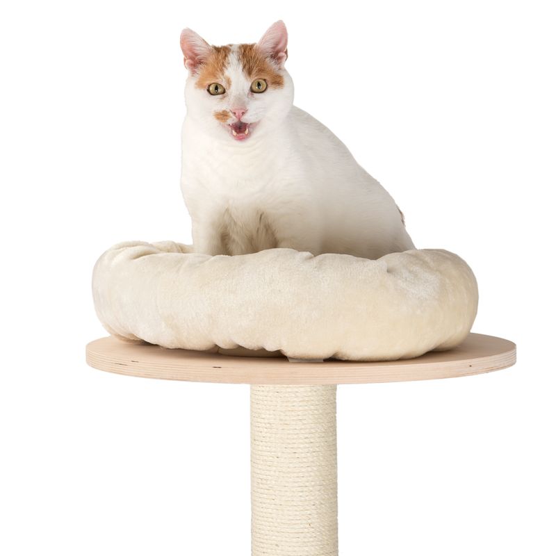 Natural Paradise Wandkratzbaum Magnolia zu TOP-Preisen | bitiba %