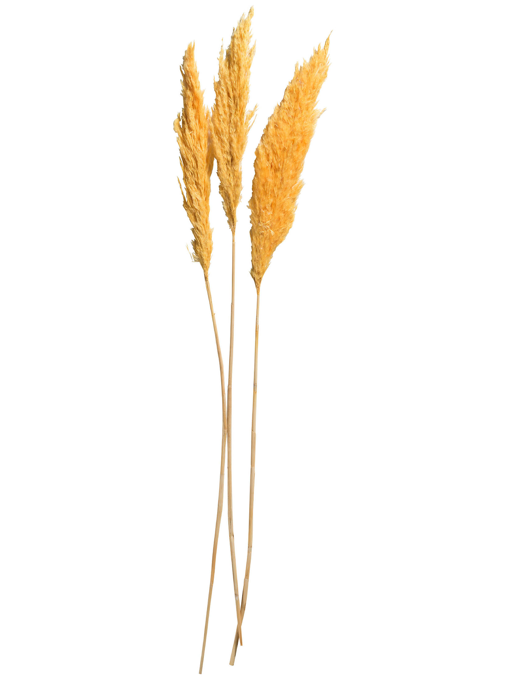 Pampasgrasbündel 3er Trockenblume, Gold