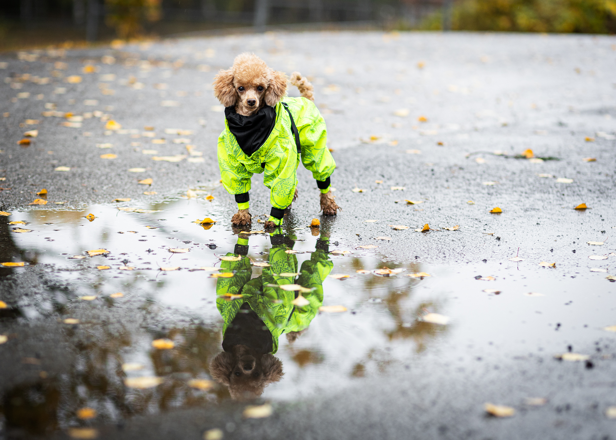 Paikka Hundemäntel Paikka Rain Suit neon 30 cm