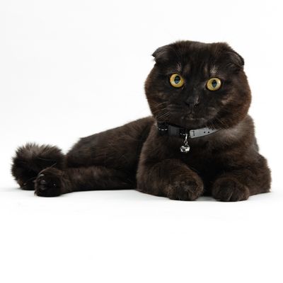 TIAKI Katzenhalsband Home