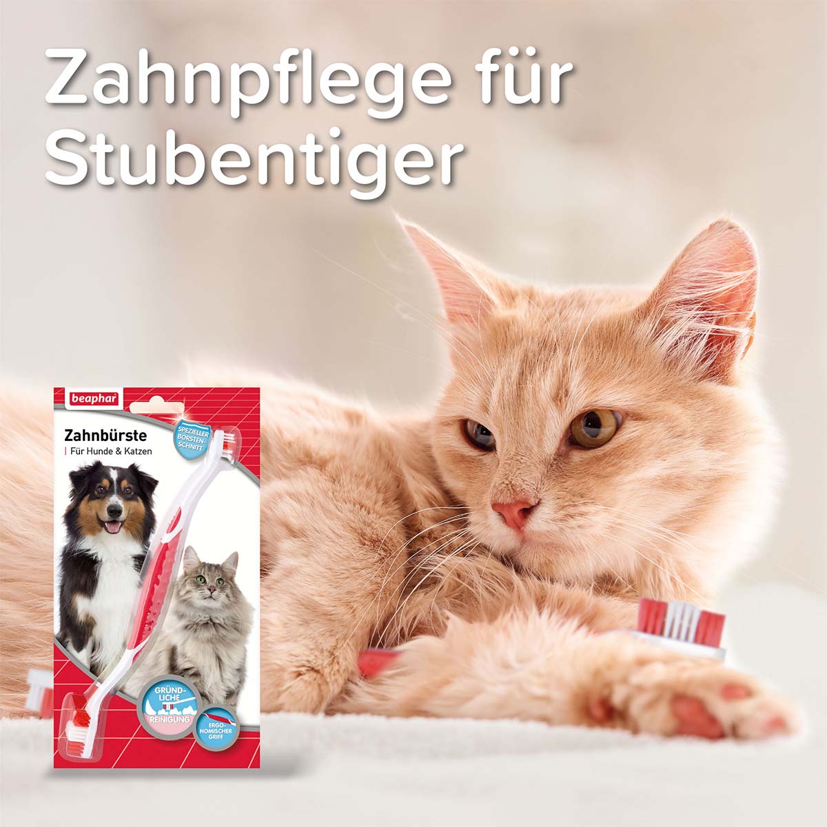 beaphar Zahnbürste für Hunde und Katzen kaufen
