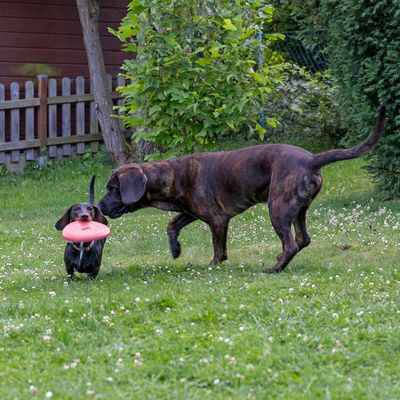 TIAKI Frisbee