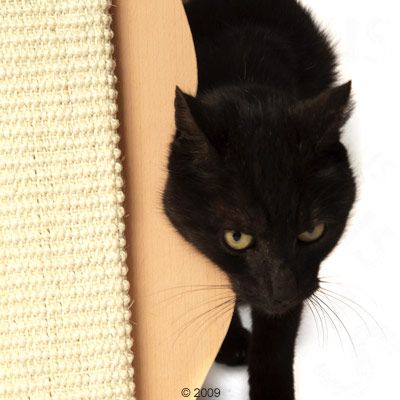 Trixie Kratzbrett Katzenkontur