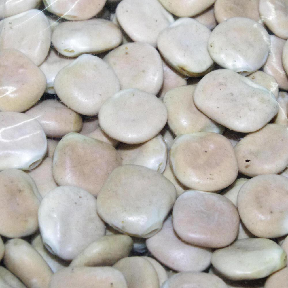 Graines sèches carpe active baits lupin