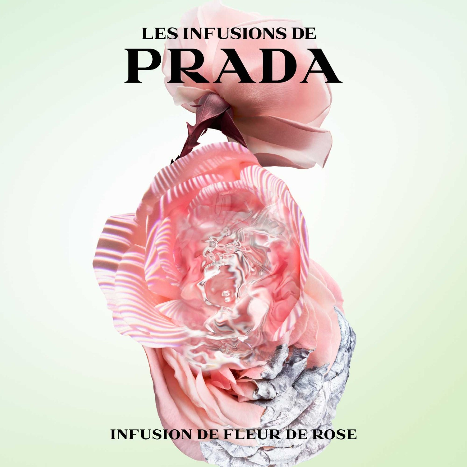 Prada Infusion of Rose