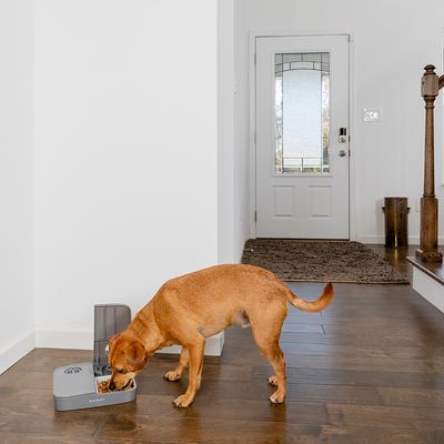PetSafe® Futterautomat für 2 Mahlzeiten