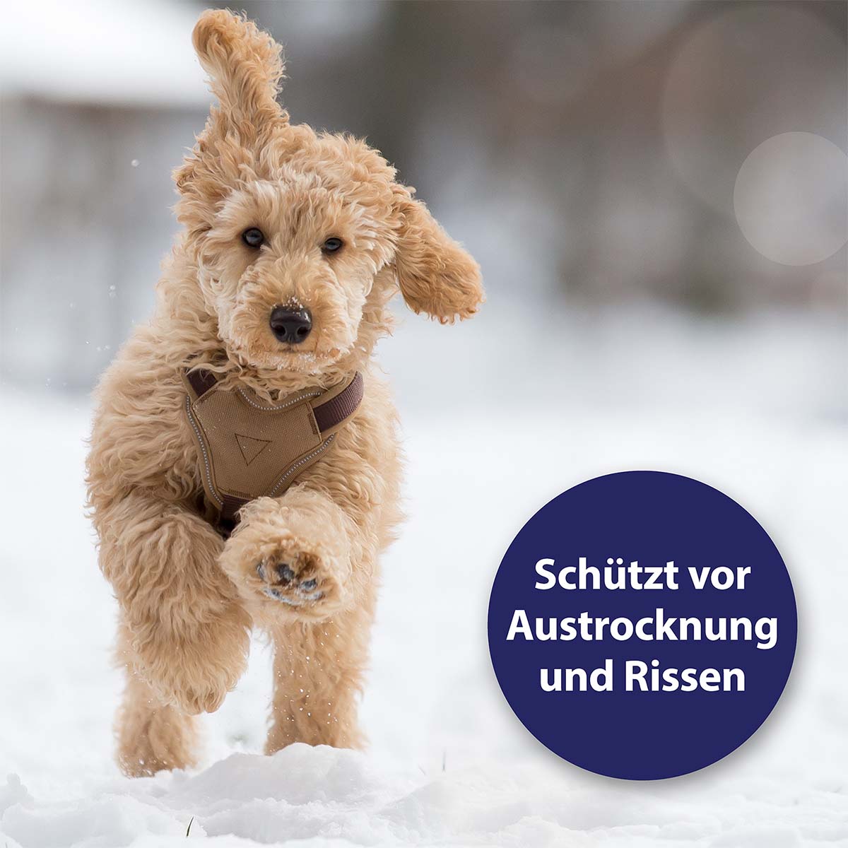 Canosept Pfotenpflege für Hunde 75g günstig kaufen bei ZooRoyal