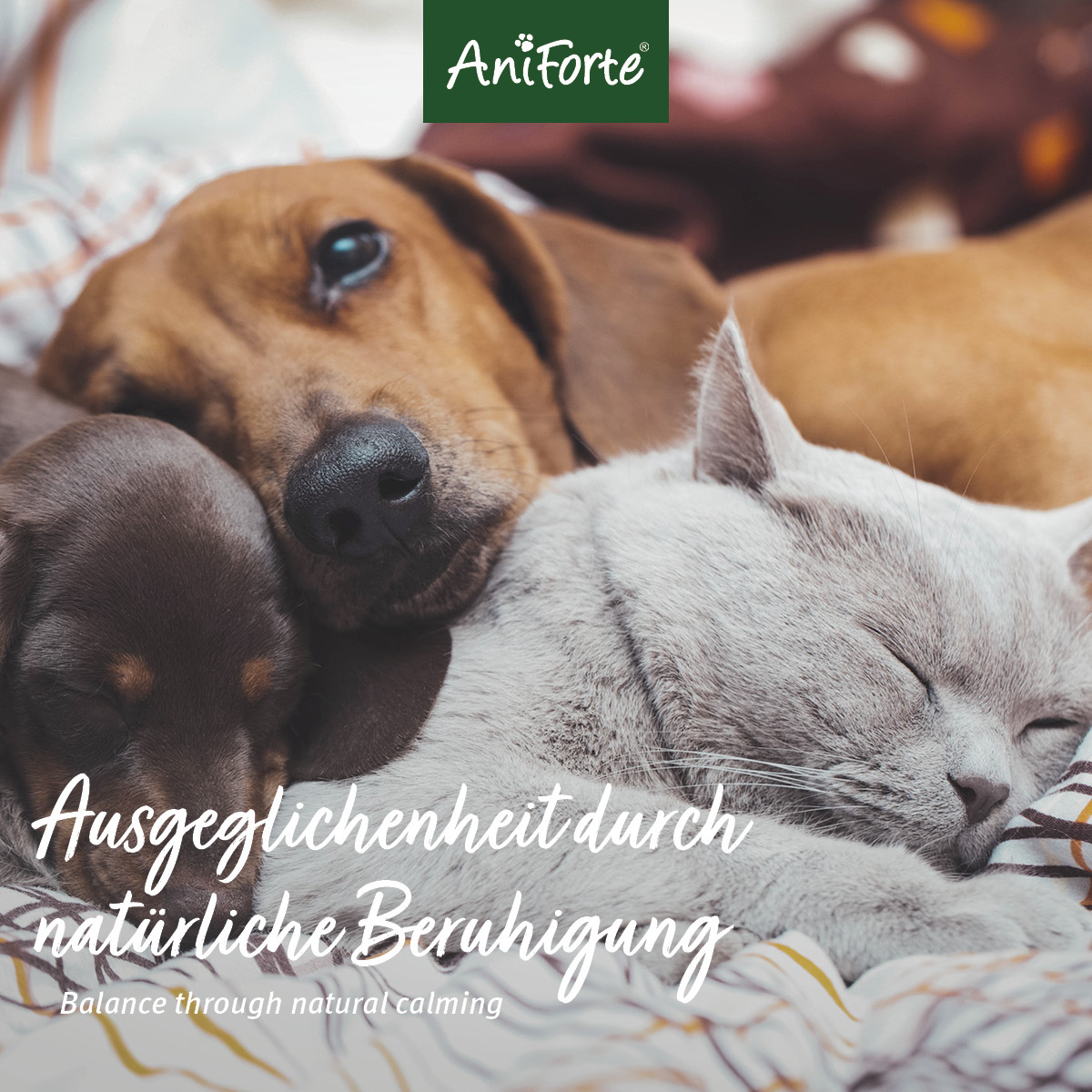 Aniforte Ergänzungsfutter & Aufzucht Aniforte Bachblüten Gewitter & Silvester