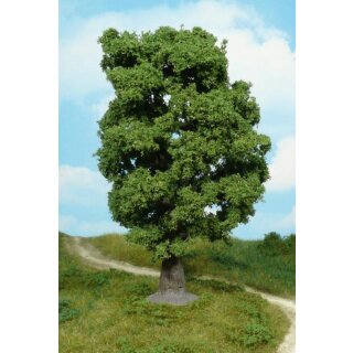 Eiche 18 cm (1 Stk.)