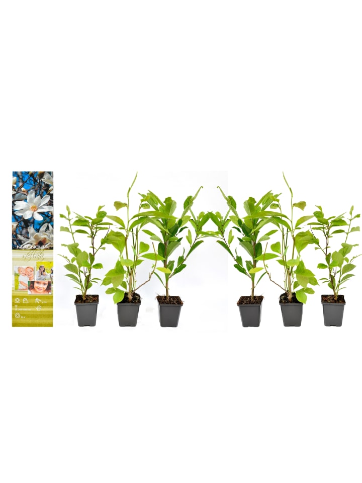 OH2 6-er: Set Magnolien Stellata in Weiss günstig kaufen onesize