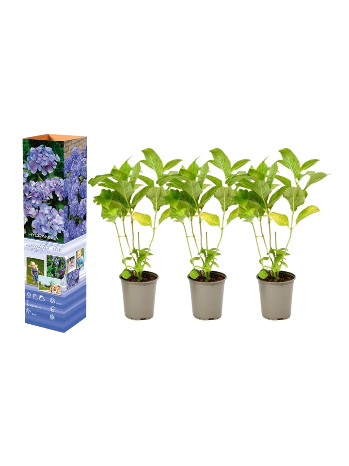 OH2 3er-Set Macrophylla Hortensien in Blau günstig kaufen onesize