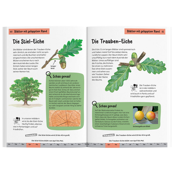 WELCHER BAUM IST DAS? KINDERNATURFÜHRER - Kinderbuch