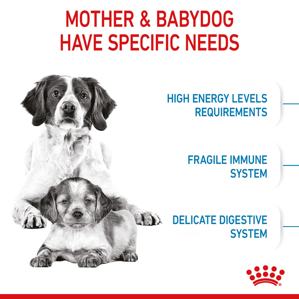 ROYAL CANIN MEDIUM Starter für tragende Hündinnen und Welpen mittelgroßer Rassen