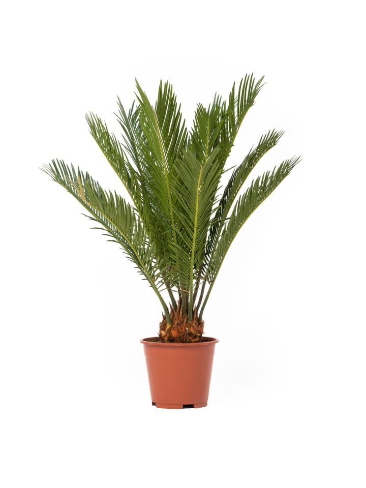 OH2 Japanische Cycas-Palme in Grün günstig kaufen onesize