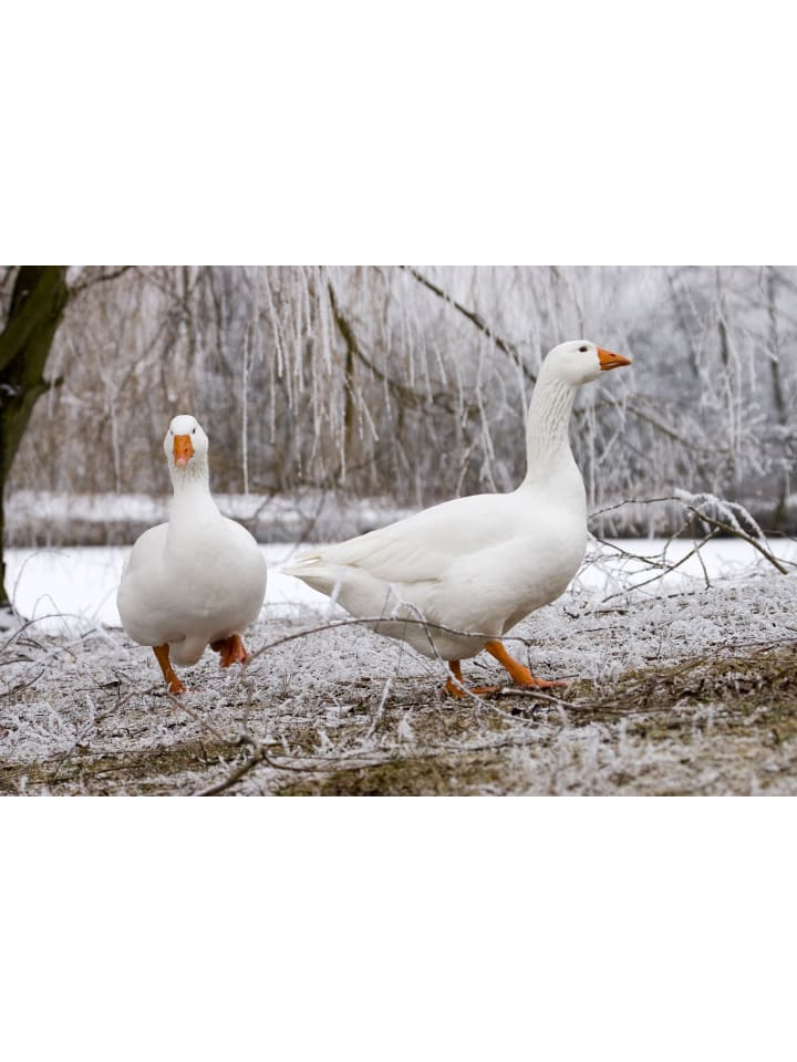 ARO ARTLÄNDER Daunendecke 