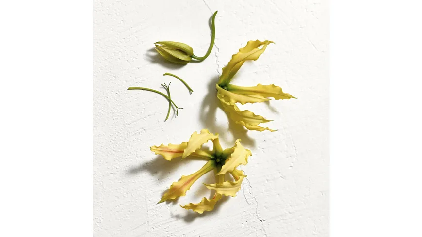 JIL SANDER SUN Parfum