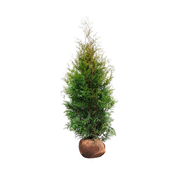 Lebensbaum-Hecke Thuja Brabant, 15 m