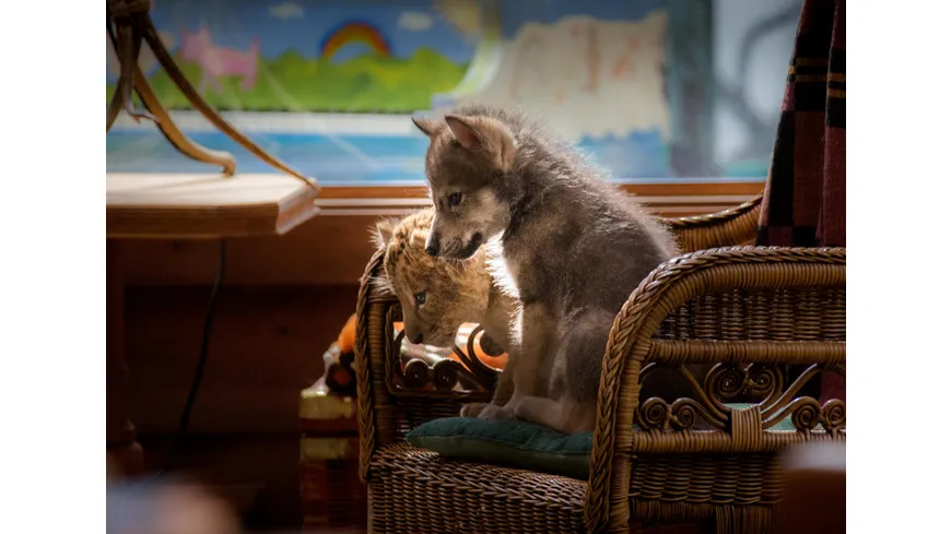 Der Wolf und der Löwe