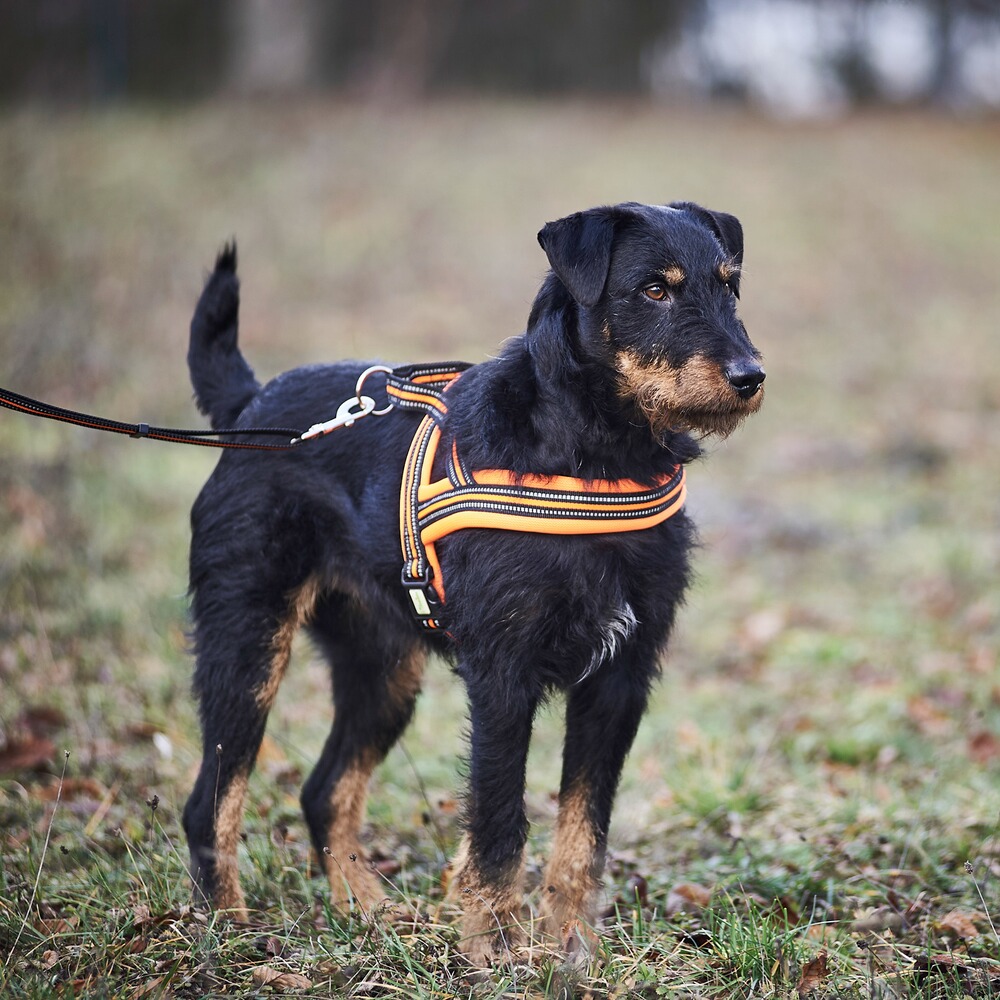 Heim Hundegeschirr Signal