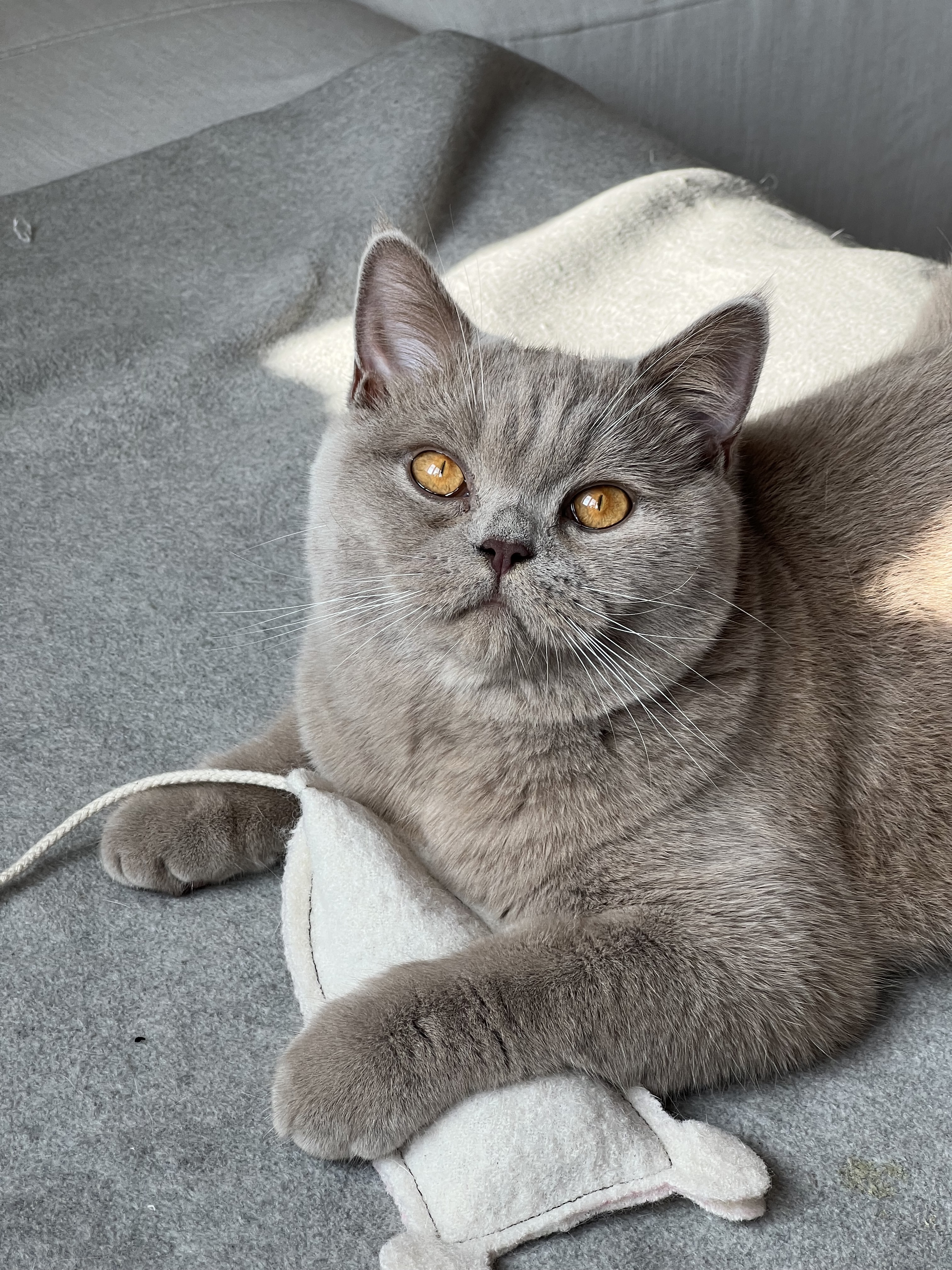 Kater Kasimir Spielmäuse & Bälle Kater Kasimir handgemähte Premium XL Spielmaus aus echtem Wollfilz mit Katzenminze