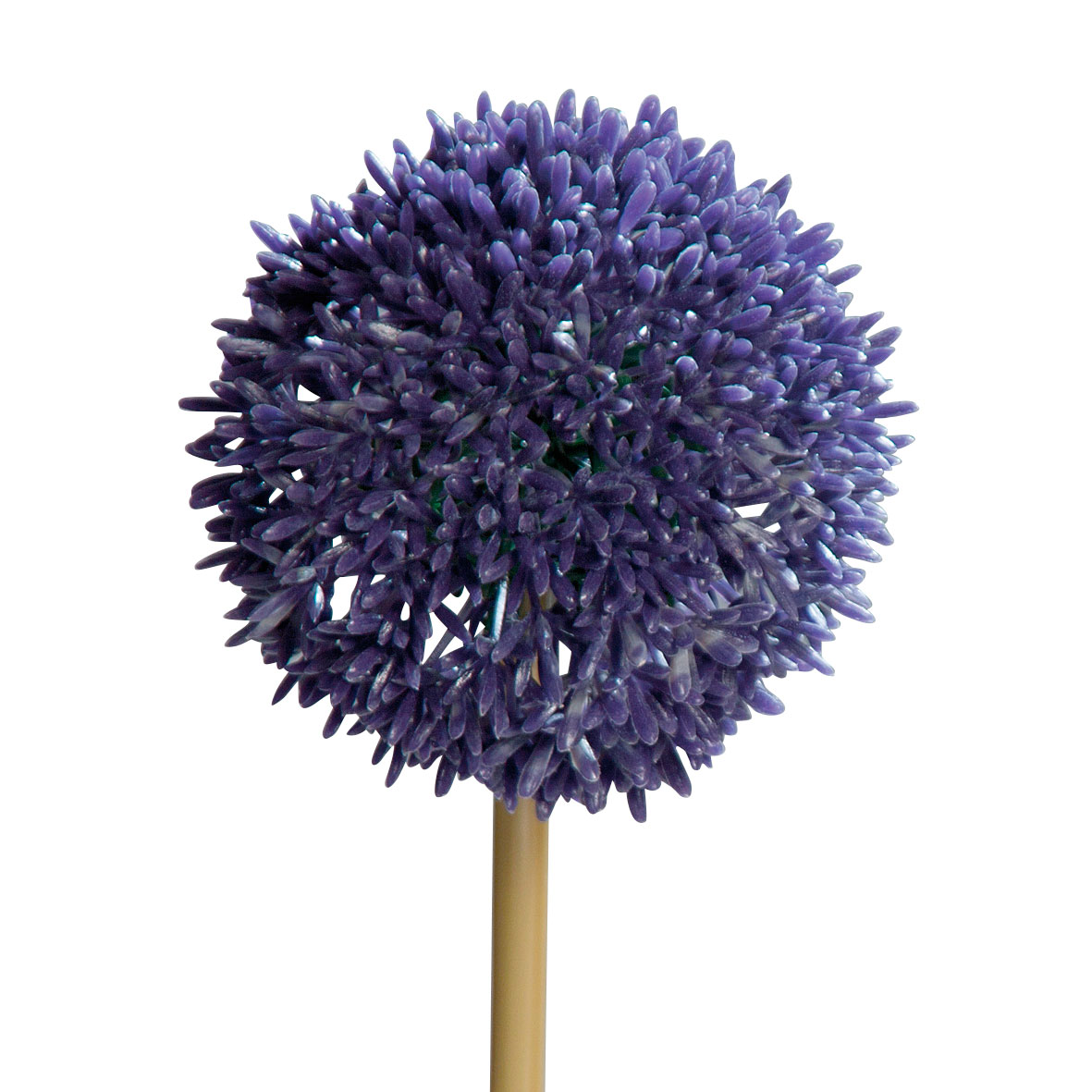 DPIAllium 67cm