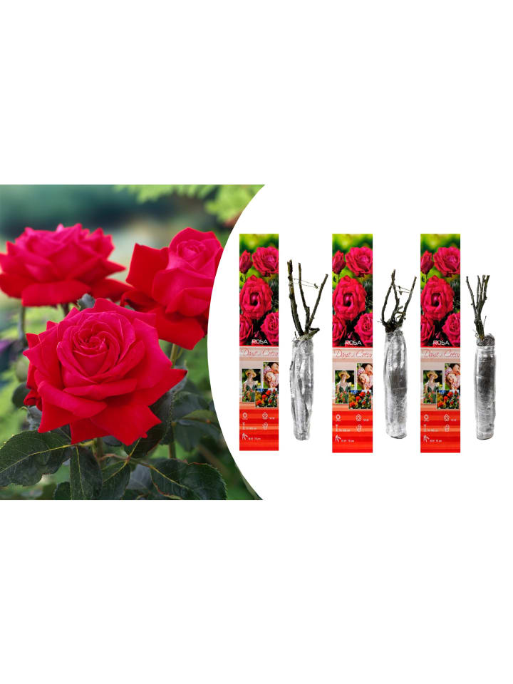 OH2 3er-Set Großblütige Rosen in Rot günstig kaufen onesize