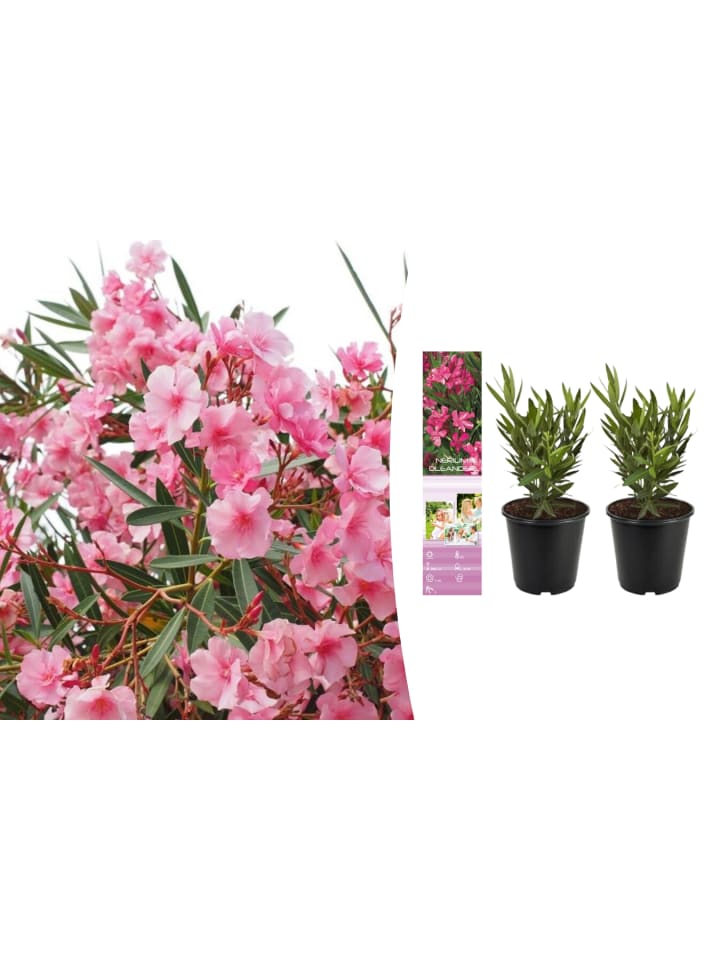 OH2 2er-Set: Tropische Oleanderpflanzen in Pink günstig kaufen onesize