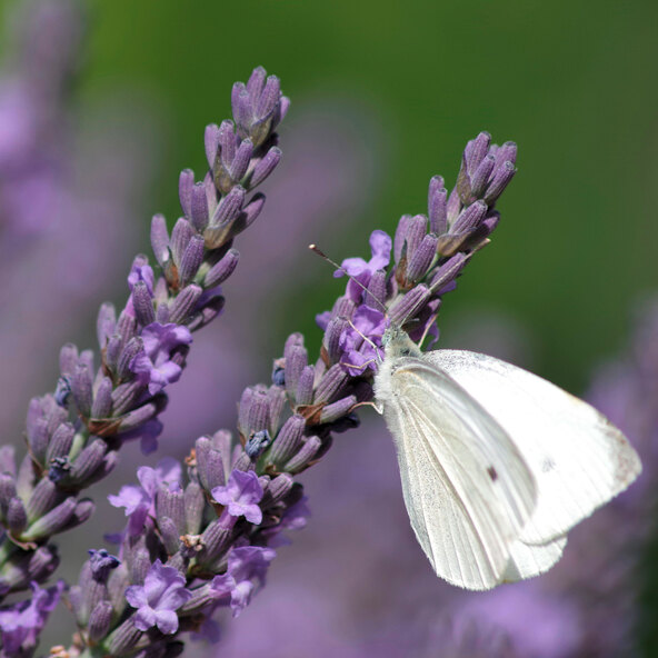 Lavendel „Wolkenduft-Trio“ 3er-Set