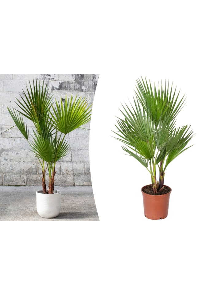 OH2 Washingtonia robusta Groß in Grün günstig kaufen onesize