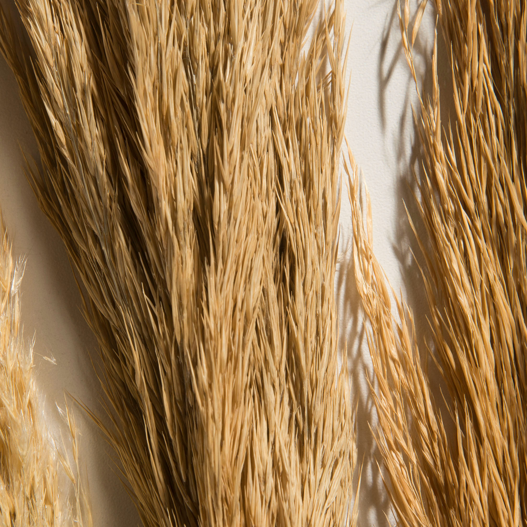 Pampasgrasbündel 3er Trockenblume, Beige